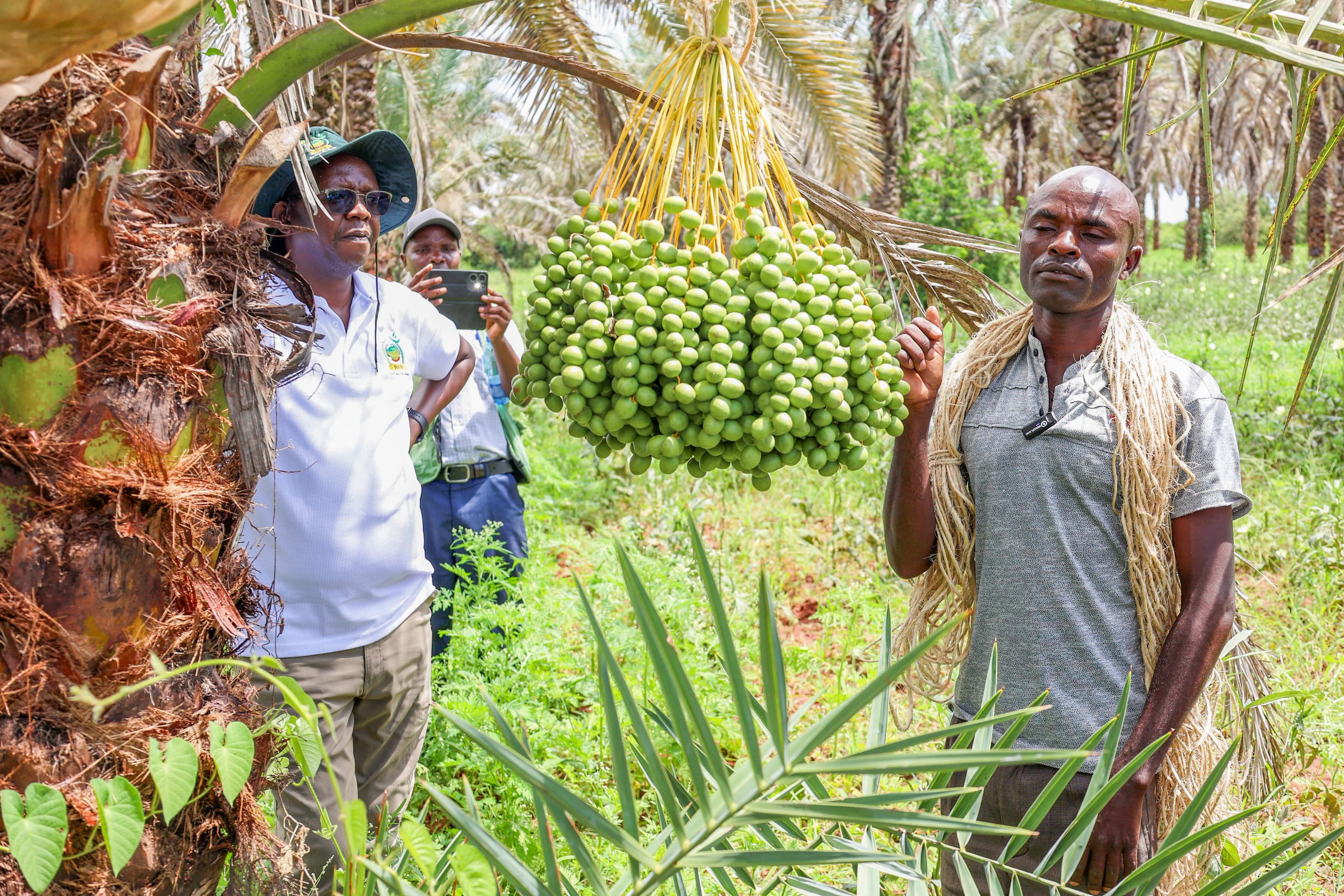 Global Markets: Kenya Unveils Bold Plan to Build Billion-Shilling Date Palm Industry in ASALs